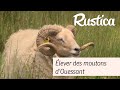 Réussir l'élevage des moutons d'Ouessant