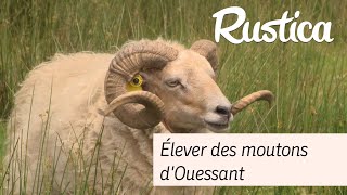 Réussir l'élevage des moutons d'Ouessant