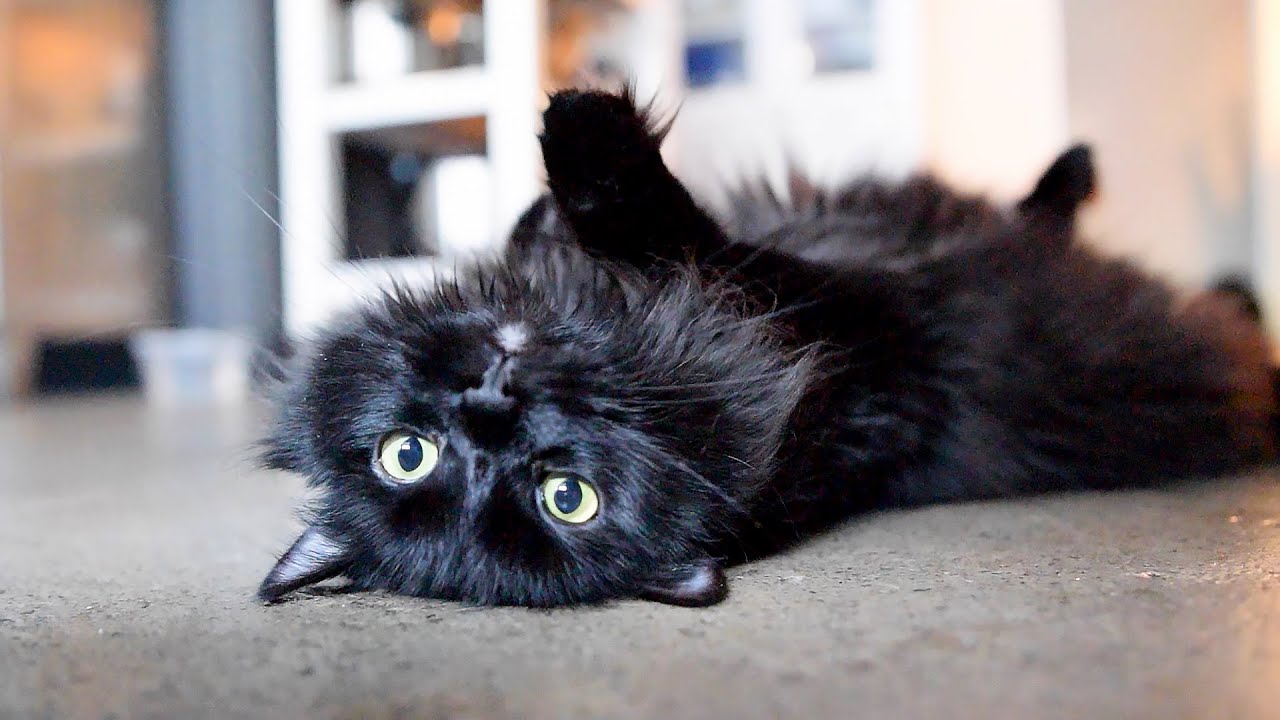 Life Hacks For Cats Youtube