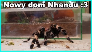 Nhandu chromatus dostał nowe lokum :D Kapuczina i INFO gatunkowe 🕷🕷🕷