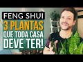 3 PLANTAS QUE TODA CASA DEVE TER SEGUNDO O FENG SHUI/ LUIZ NETTO