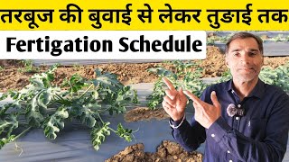 तरबूज में फर्टिलाइजर मैनेजमेंट | Watermelon Fertigation  Schedule | तरबूज में कब कौनसी खाद डालें |