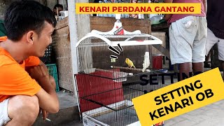 Cara Seting Kenari Over Birahi Pra Lomba | FIKRAM BAHRAIN