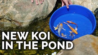 Adding More Koi to the Epic Pond!