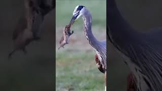 জীবনের সেরা শিকার ধরা। Fantastic catch.