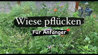 Wiese pflücken für Anfänger🍃