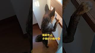 一緒に過ごせた🐕️💖#和明日犬舎#愛玩動物飼養管理士#セラピードッグ#災害救助犬#レスキュー#甲斐犬