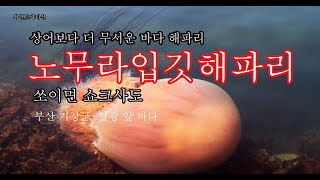 [와일드지리산 UHD] 상어보다 더 무서운 노무라입깃 해파리, 쏘이면 쇼크사도