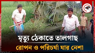 তালগাছ লাগানোই চিত্ত রঞ্জনের নেশা | Palm tree | Chitta Ranjan Das | Abhaynagar | Jessore | Kalbela