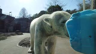 ポロロ（とくしま動物園）２１４５ ３時のおやつ