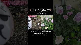 🐻ナベちゃんが分析します🐻リラ・シェエラザード #たー薔薇 #薔薇