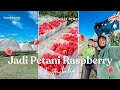 Seperti ini bekerja di Raspberry farm Australia. (working holiday Story)