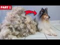 ALL HER HAIR - HUGE UNDERCOAT REMOVAL - Deshedding Rough Collie - Part 1