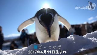 おたる水族館　ジェンツーペンギンの雪中散歩 やんちゃな2羽