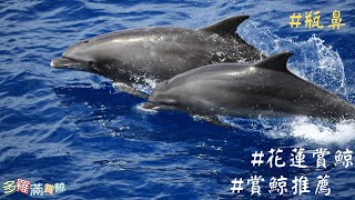 Taiwan Whale Watching | Turumoan Whale watching | Taiwan Hualien | Bottlenose Dolphin 1