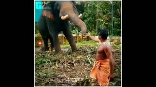 ആനയും പാപ്പാനും തമ്മിലുള്ള സ്നേഹബന്ധം❤😘🥰🐘🐘