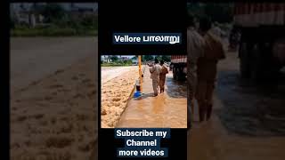 vellore பாலாறு flood #vellore #பாலாறு #river #flood