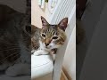 ただ、猫が夏バテ明けな動画3 shorts＃exilenesmith＃猫＃cat