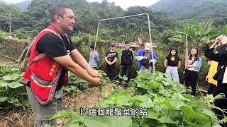 那瑪夏龍鬚菜體驗活動