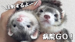 【ワクチン】フェレットをお迎えしたら病院へ【ferret#956】