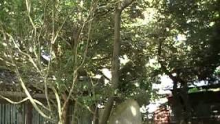 Kamakura   Short Clip Of Entrance Garden At Great Buddha Shrine