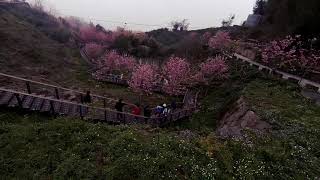 20180306阿里山 櫻之道步道