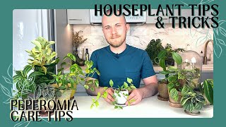 Tips For Growing Peperomia Plants | Houseplant Tips & Tricks Ep. 6