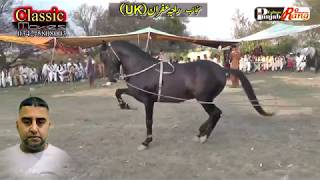 Horse  Puno/ 2nd Day All Pakistan Horse Dance Khari Rajgan Azad Kashmeer / 33