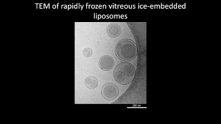 [Life] TEM of rapidly frozen vitreous ice-embedded liposomes