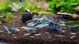 CryMore Shrimps - Starting a shrimp tank with Happy Shrimp House