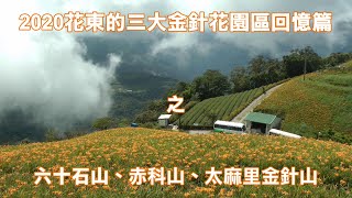 2020花東的三大金針花園區回憶篇之六十石山、赤科山、太麻里金針山