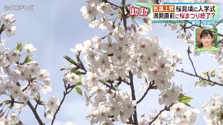 【桜見頃】満開直前に桜まつり終了？ 愛知・刈谷市(2024年4月4日放送)