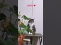 招き猫でも置物でもありません😸