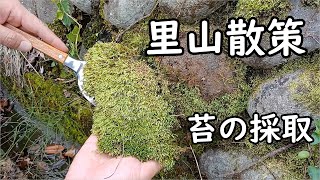 苔の採取で里山を散策