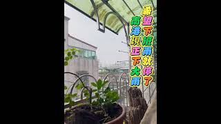 南港打雷下雨了