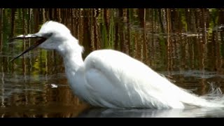 コサギ、Little egret,20160326