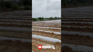 Watermelon farming with drip irrigation in Tamil #farming #farmer #agriculture #nature #trending