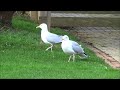 irish dancing seagulls