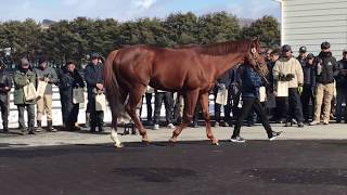 「2019アロースタッド 種牡馬展示会（６）」ヤマカツエース