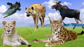 Animal Sounds Around Us: Raven, Hyena, Moose, Lion, Lynx - Animal Sounds