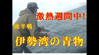 【海釣り情報】激熱週間に突入！伊勢湾の青物！！後半戦