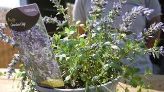 Ajuga Chocolate Chip - Top Tips!