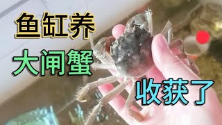 鱼缸自养大闸蟹，成功把它养进锅里，会好吃吗？