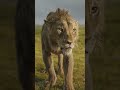 mufasa the lion king final trailer in cinemas 19 december