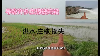 黄河小浪底泄洪后。下游许多庄稼遭殃，损失惨重。下游村民心里好难过怎么办？