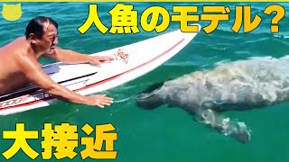 【人魚のモデル？】マナティバハマの海でドラマチックな出会い！？