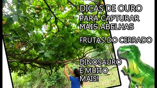 Dica de ouro para capturar mais abelhas