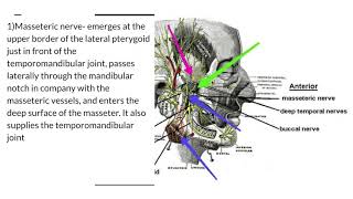 Mandibular nerve detailed | Origin |course | branches | divisions