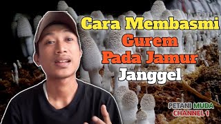 Cara Membasmi Gurem Pada Jamur Janggel