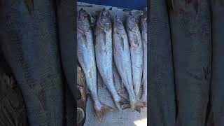 Geelbek run 9 June 2023 #seafishing #fish #fishingcharters